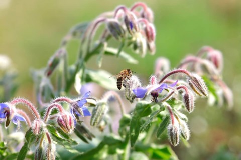 Borage