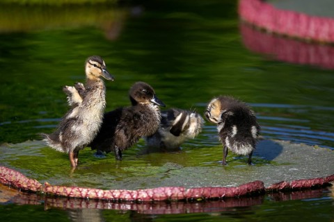 Four ducklings mallard