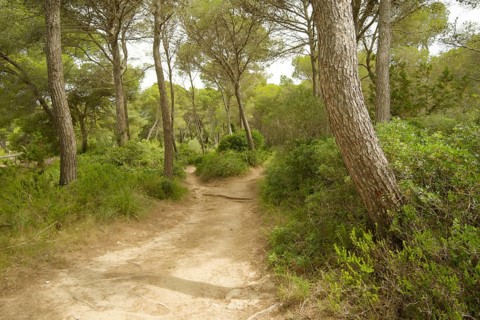 Pine forest