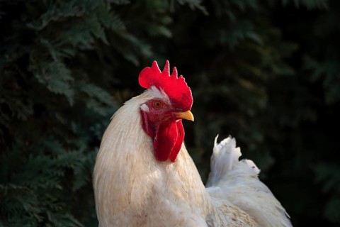 Portrait of a white free range rooster in the evening
