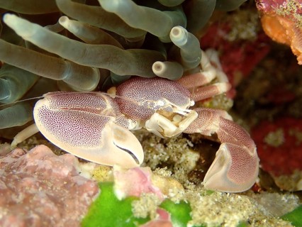 Spotted Porcelain Crab