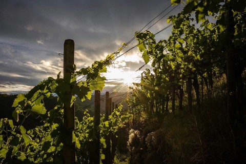 Vines