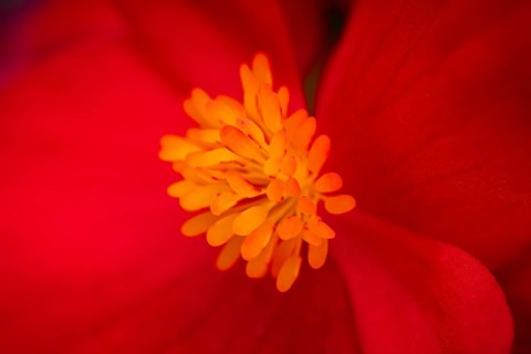 Ice begonia