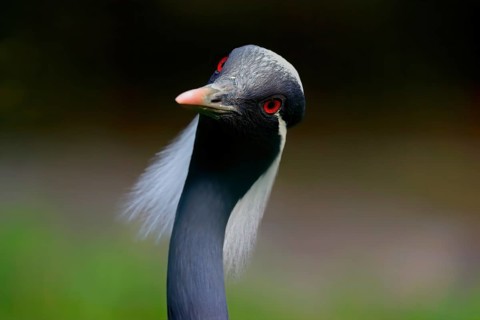 Demoiselle crane