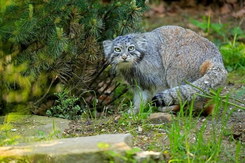 Manul