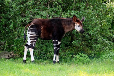 Okapi