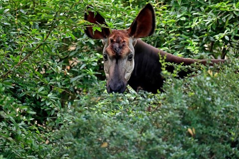 Okapi