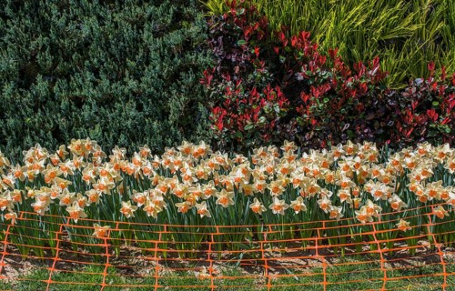 Rubber fence protection in the tulip garden