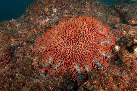 Crown-of-thorns starfish
