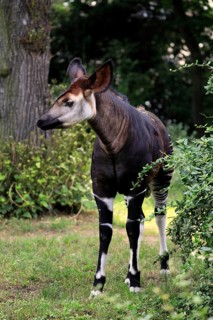 Okapi