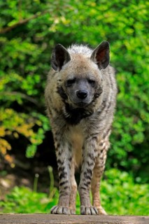 Striped hyena