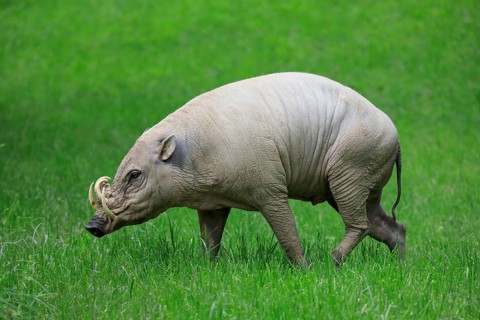 North sulawesi babirusa