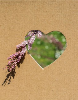 Flowers seen through heart shape cut out of cardboard
