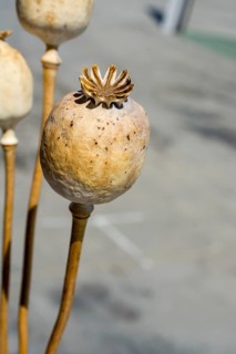 Single Dried poppy head seen in view