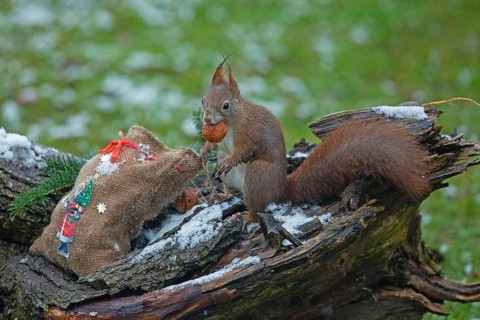 Squirrel with nut in mouth sitting on tree trunk with jute bag with picture of St. Nicholas looking left
