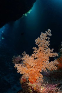Hemprich's tree coral