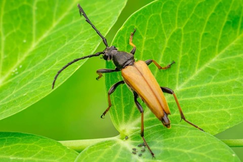 Red longhorn beetle