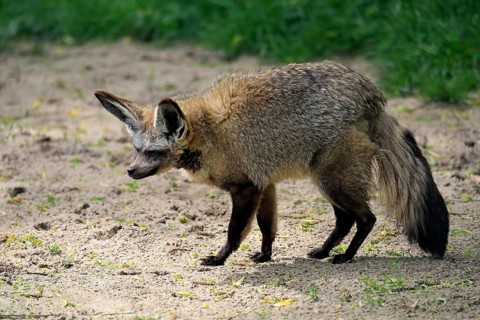 Bat-eared fox