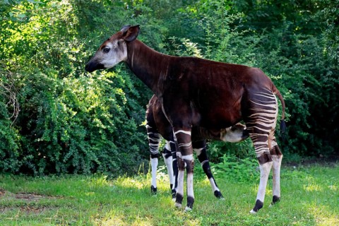 Okapi