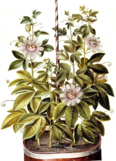 Passionflower