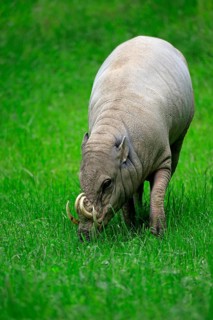 North sulawesi babirusa