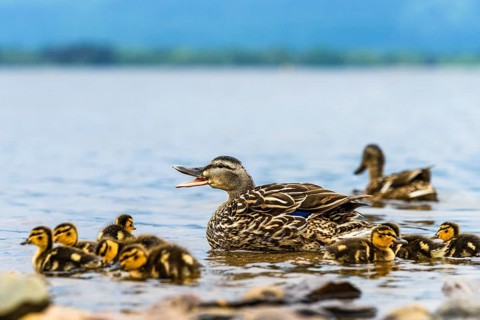 Mallard Duck