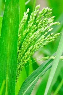 Real millet