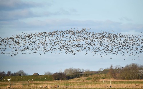 Bird migration of Canada geese