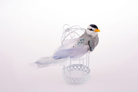 Bird in a birdcage