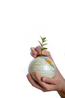 Hand holding a tree seedling on globe in hand on white background