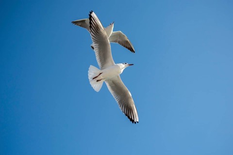 Pair of seagulls flying in the sky background