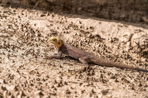 (Agama) on a tree trunk, Cuntaur, Gambia, West Africa, Africa