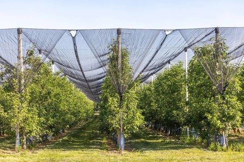 The Heilbronner Land is an important growing area for apple and other fruit varieties