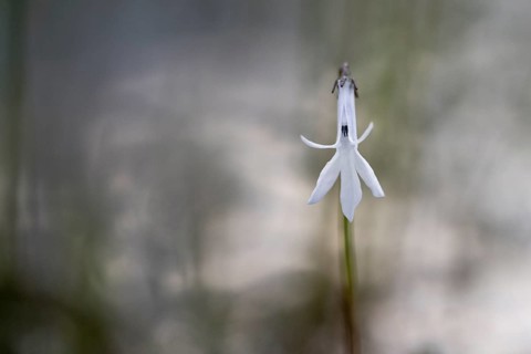 Water lobelia
