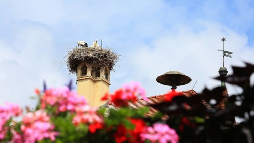 The stork on the town hall is a landmark in the historic centre of the old town. Feuchtwangen