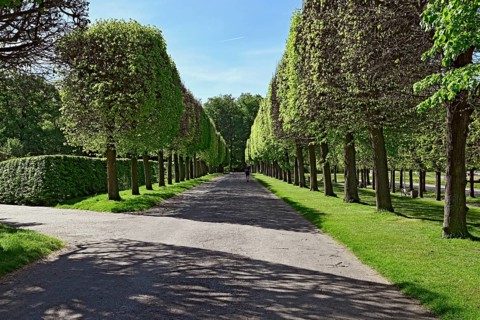 Pruned trees in Bruehl Palace Park