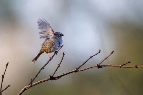 Dunnock