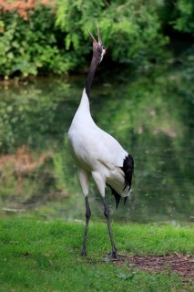 Red-crowned crane