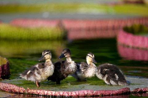 Four ducklings mallard