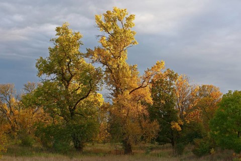 Autumn in the floodplain