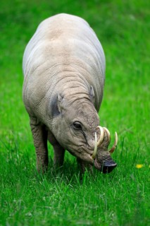 North sulawesi babirusa