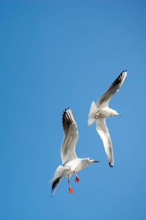 Pair of seagulls flying in the sky background