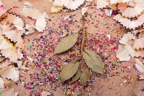 Dry leaves amid color pencil shaving