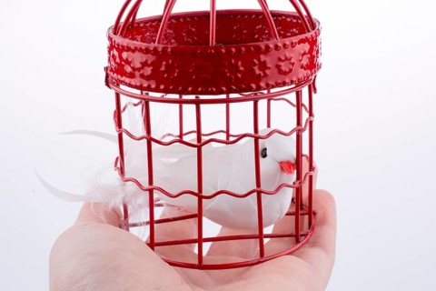 Bird in a birdcage