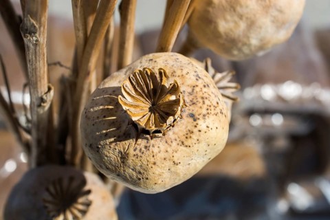 Single Dried poppy head seen in view