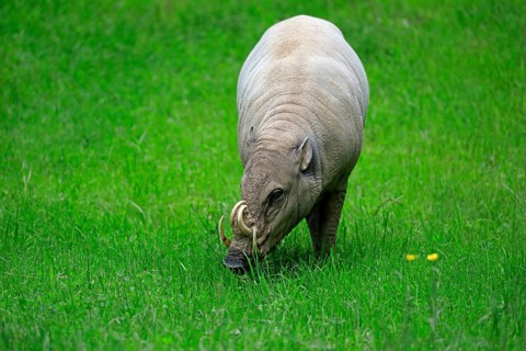North sulawesi babirusa