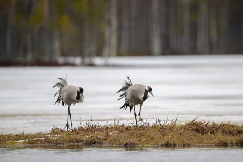 Crane