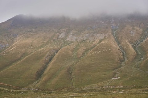 Many sheep grazing on a high mountain slope