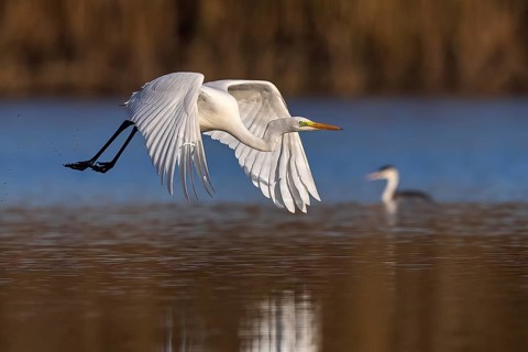 Great egret