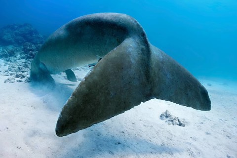 Dugong